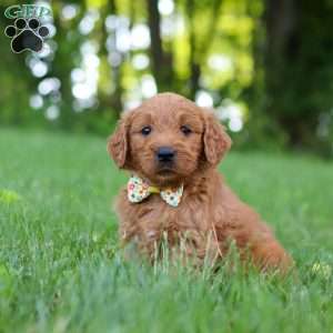 Theo, Goldendoodle Puppy